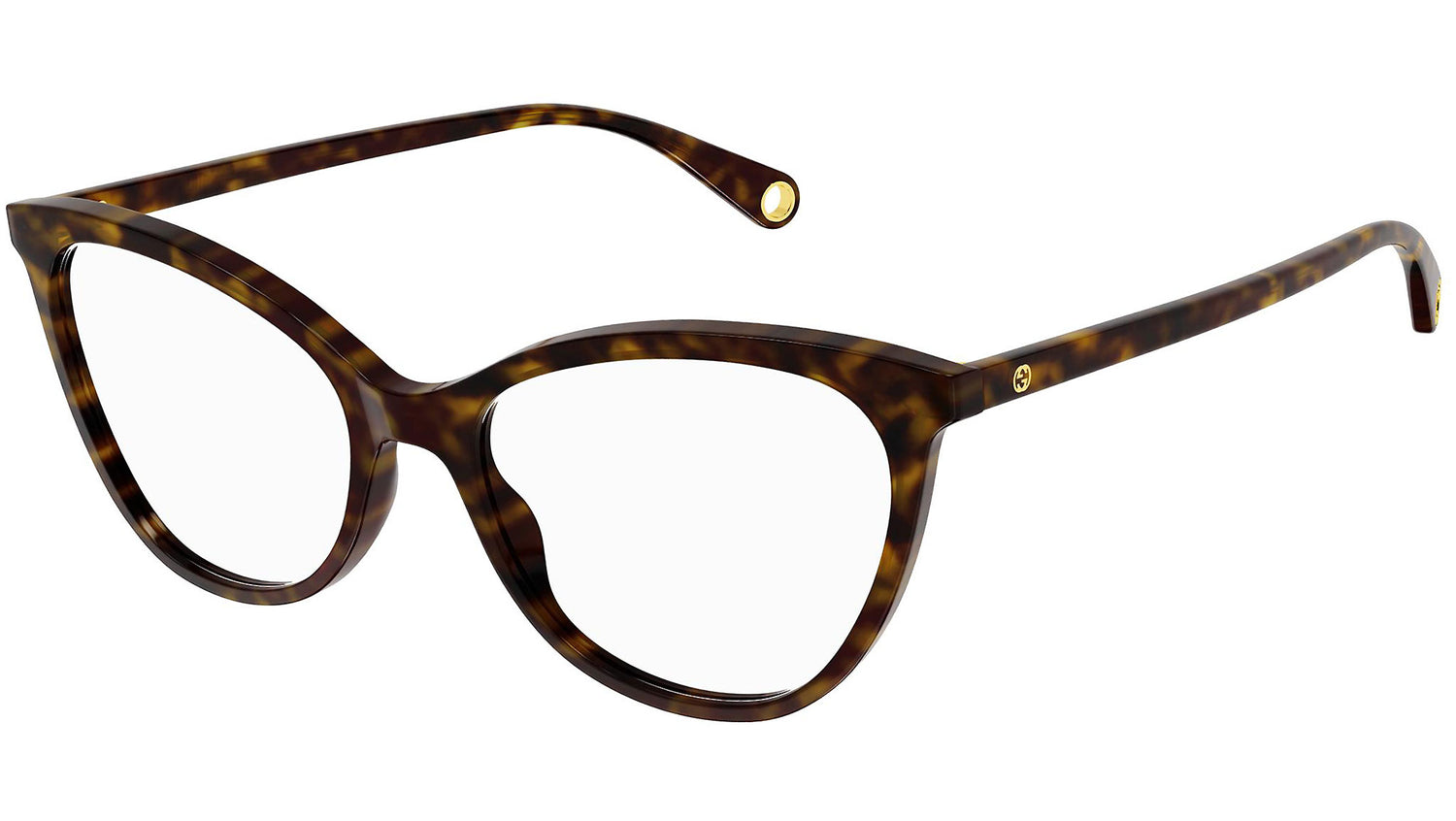 GG1079O 003 tortoise